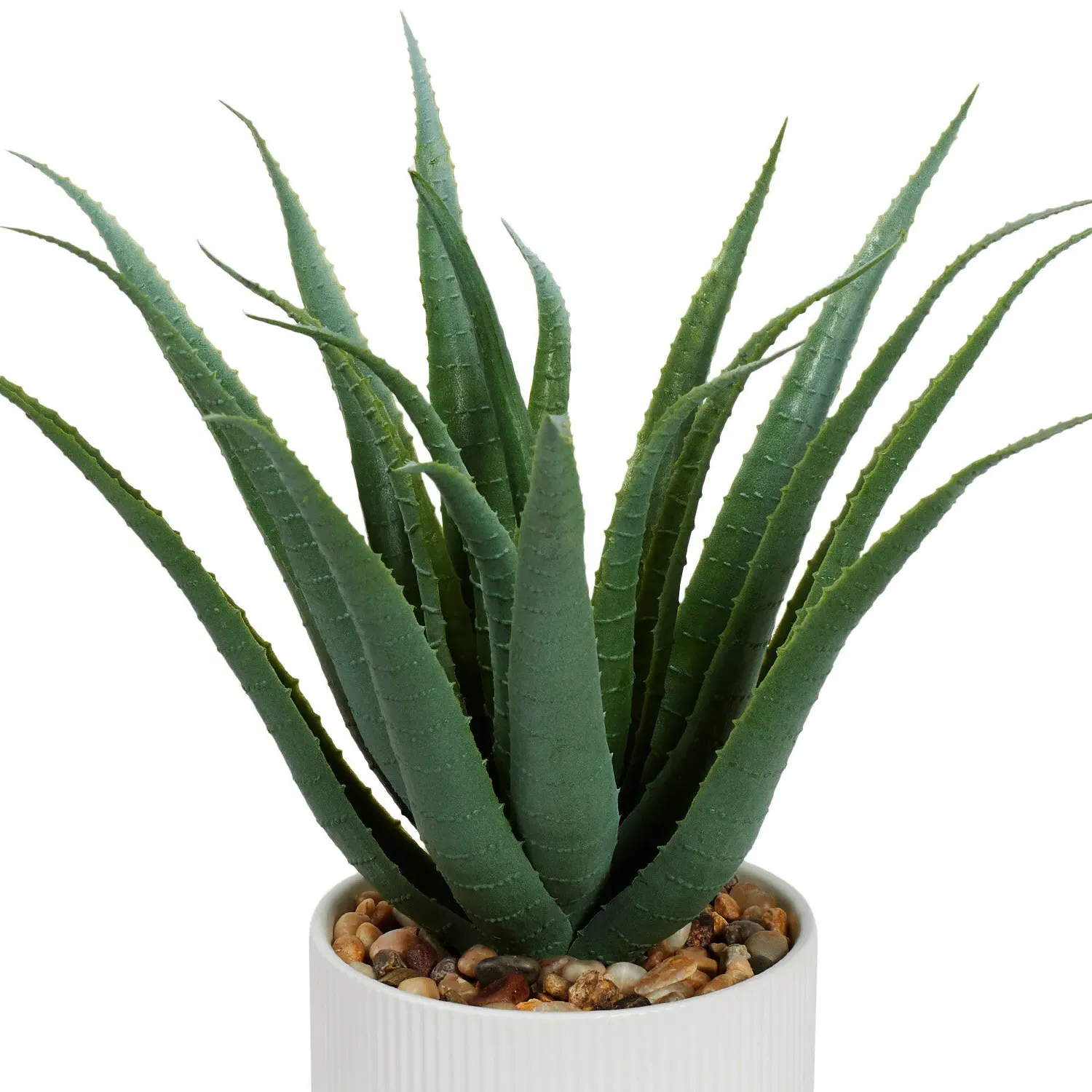 Aloe Plant in White Pot - Green