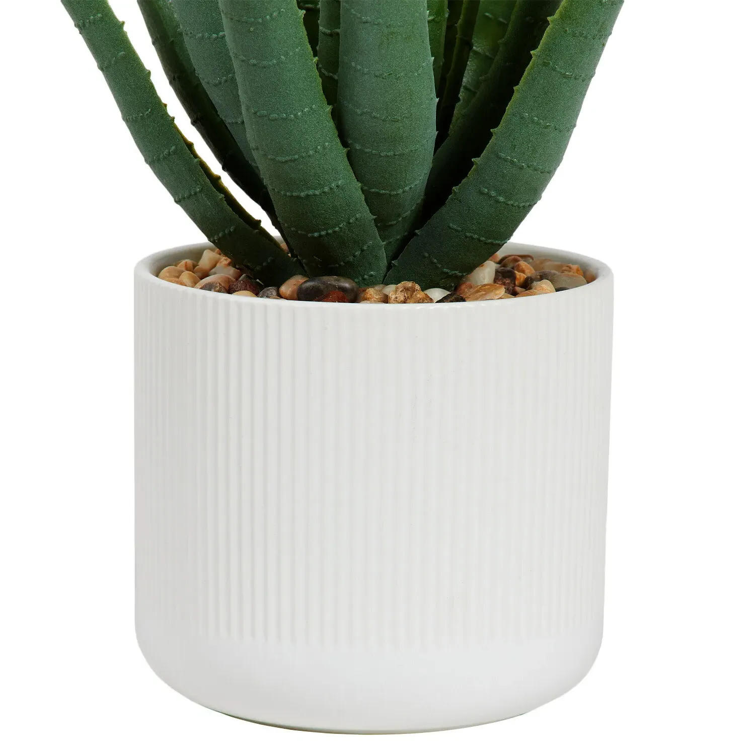 Aloe Plant in White Pot - Green