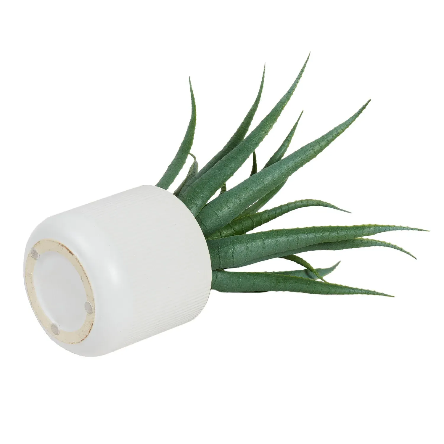 Aloe Plant in White Pot - Green