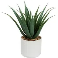 Aloe Plant in White Pot - Green