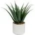 Aloe Plant in White Pot - Green
