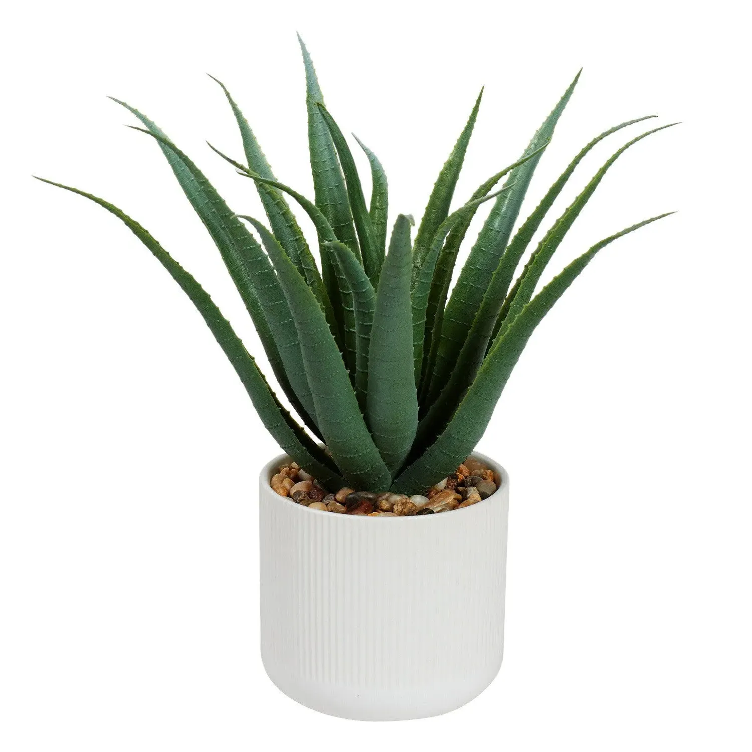 Aloe Plant in White Pot - Green