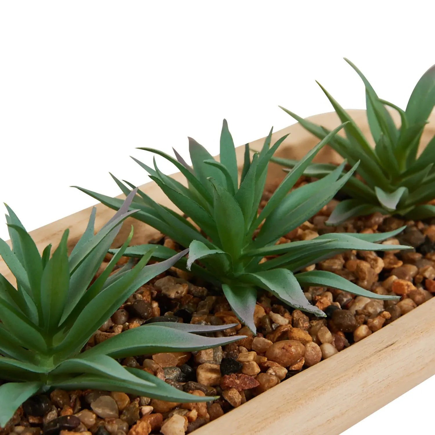 Aloe Plant in Wooden Tray - Green