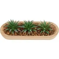 Aloe Plant in Wooden Tray - Green