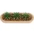 Aloe Plant in Wooden Tray - Green