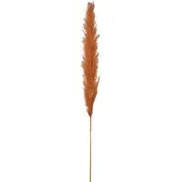 Amber Pampas Stems - Amber