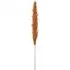 Amber Pampas Stems - Amber
