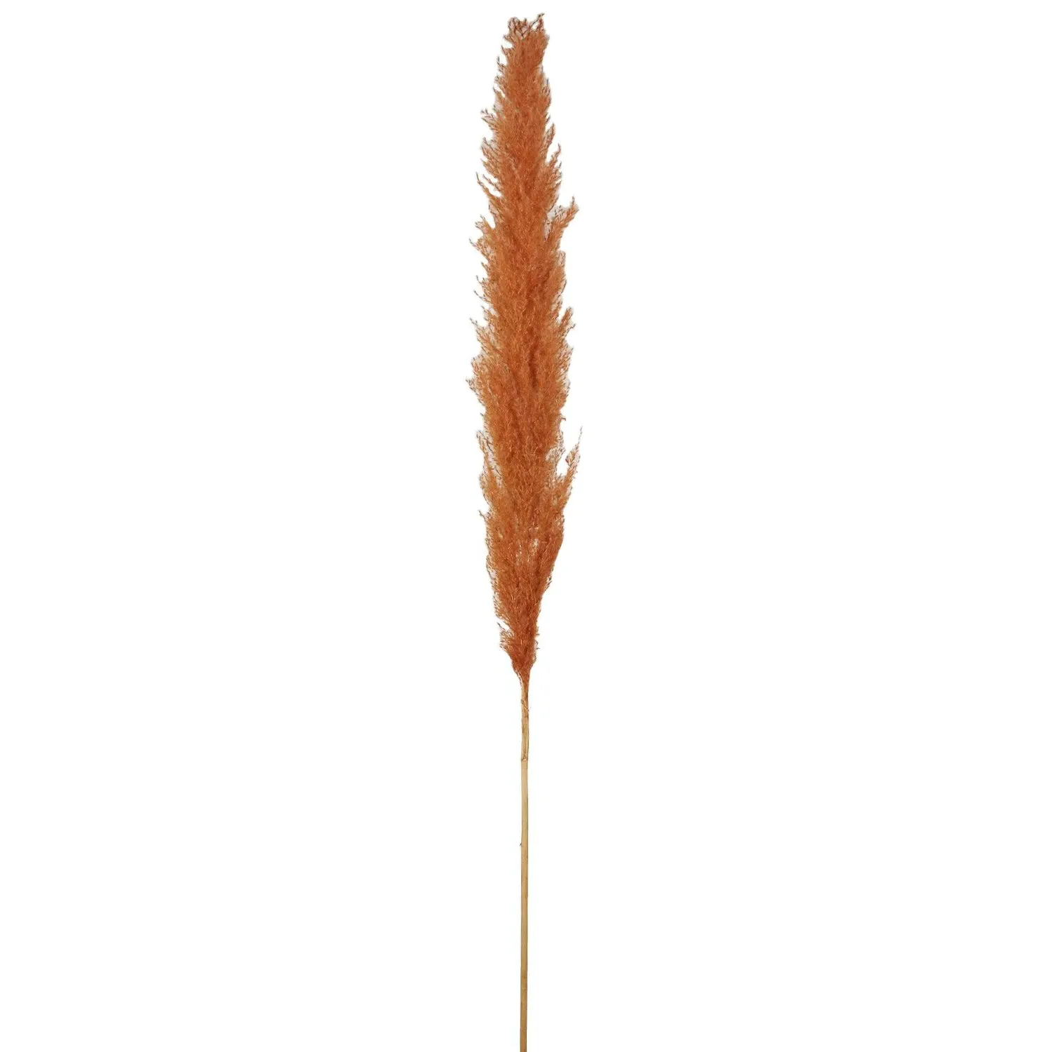Amber Pampas Stems - Amber image