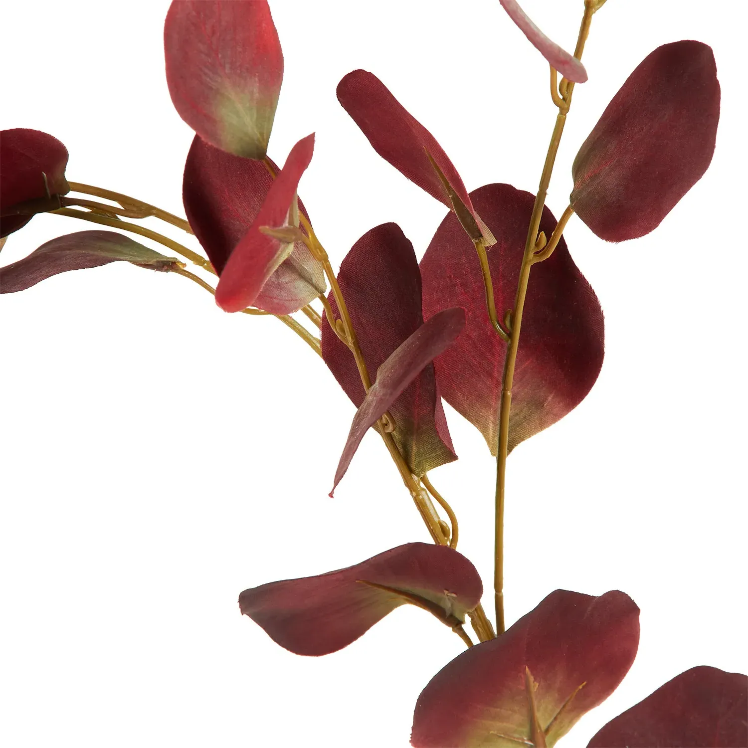 Assorted Eucalyptus Stem - Cream, Burgundy