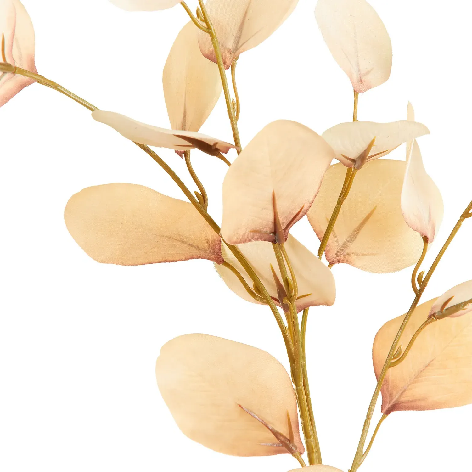 Assorted Eucalyptus Stem - Cream, Burgundy