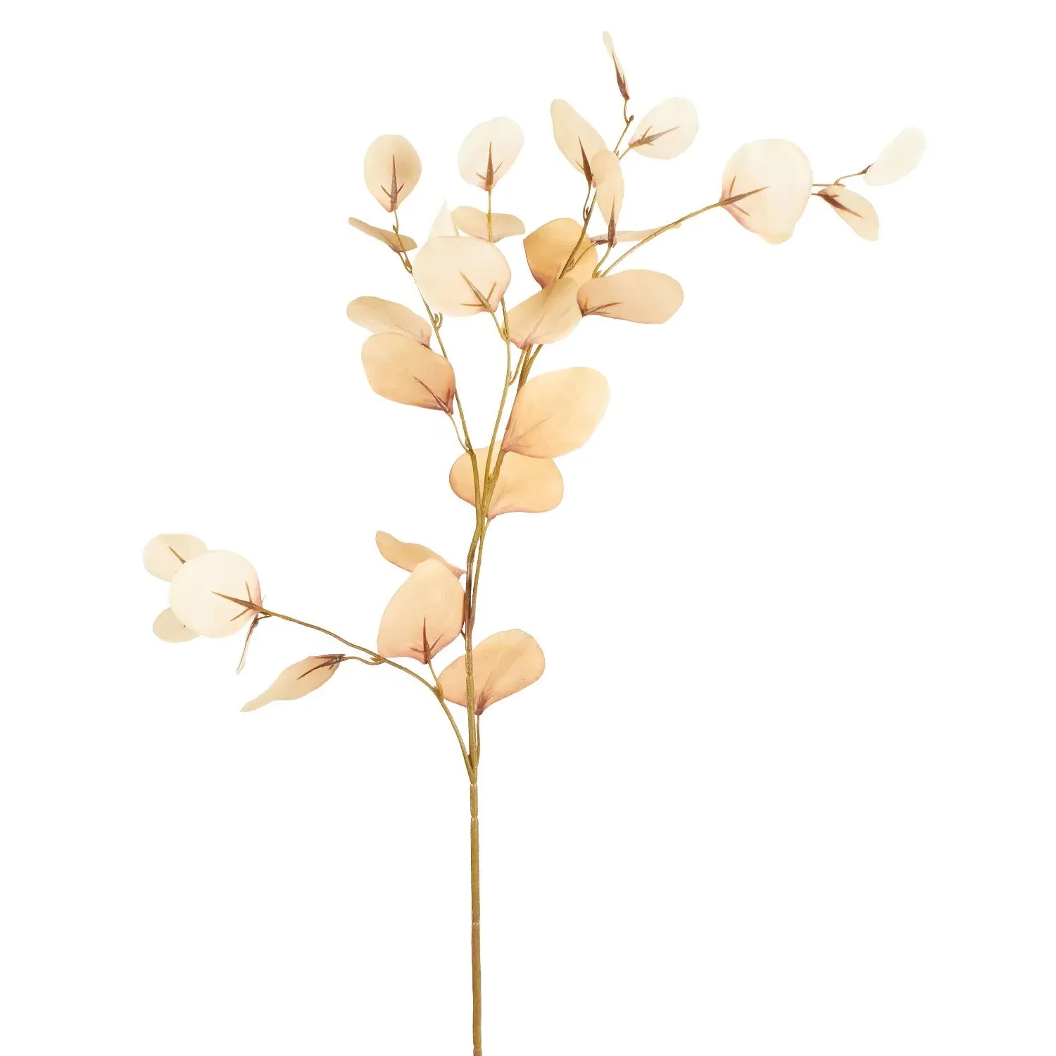 Assorted Eucalyptus Stem - Cream, Burgundy