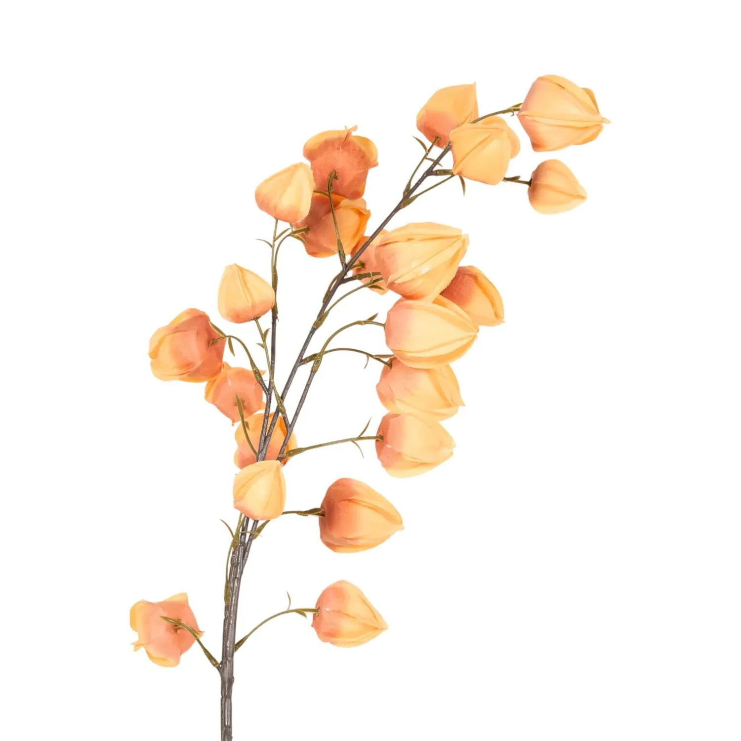 Assorted Physalis Stem