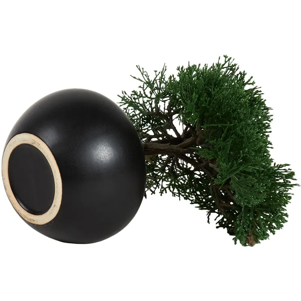 Bonsai Tree - Black
