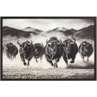 Charging Bisons Framed Gloss Art - Black
