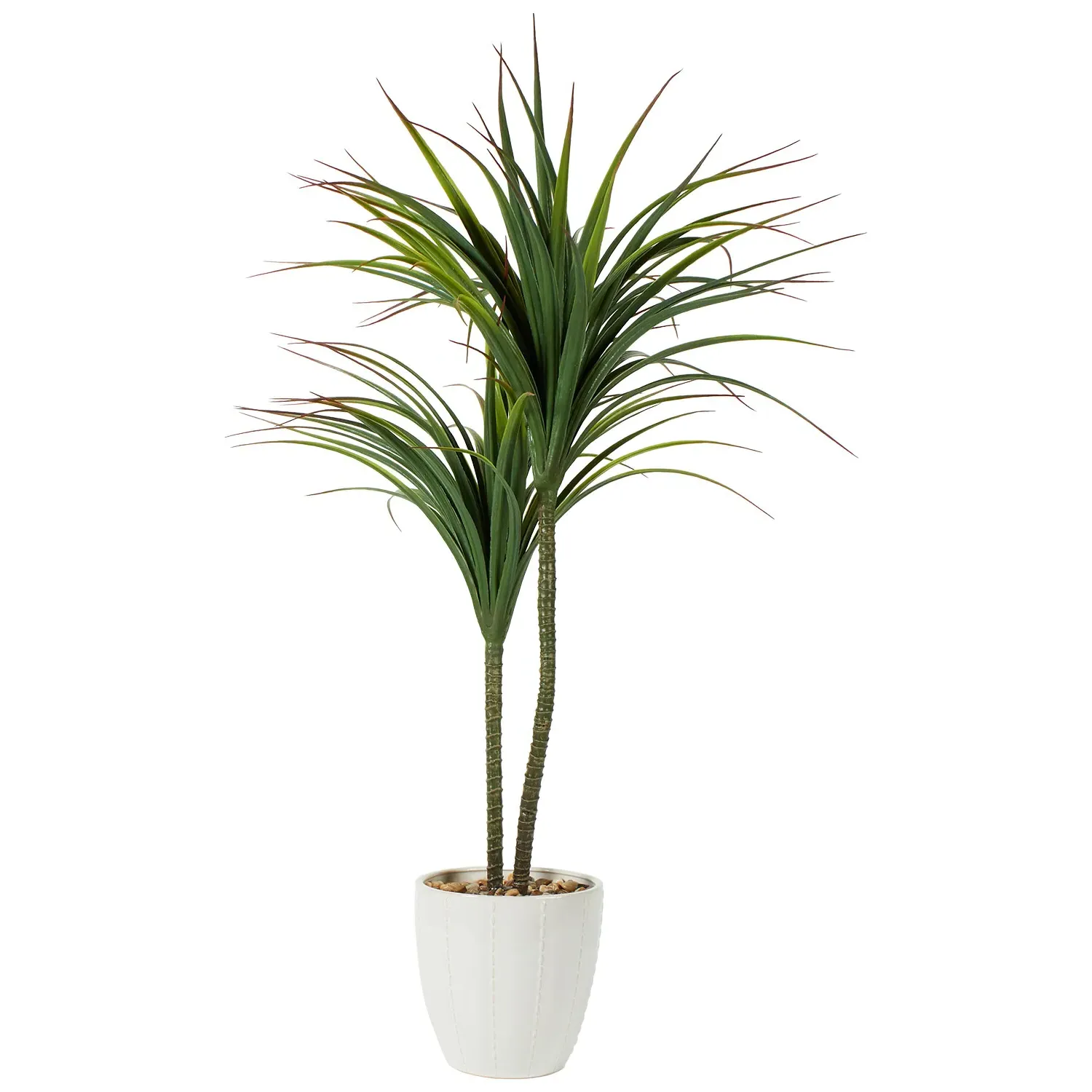 Dragon Tree in Ceramic Pot - Green, White