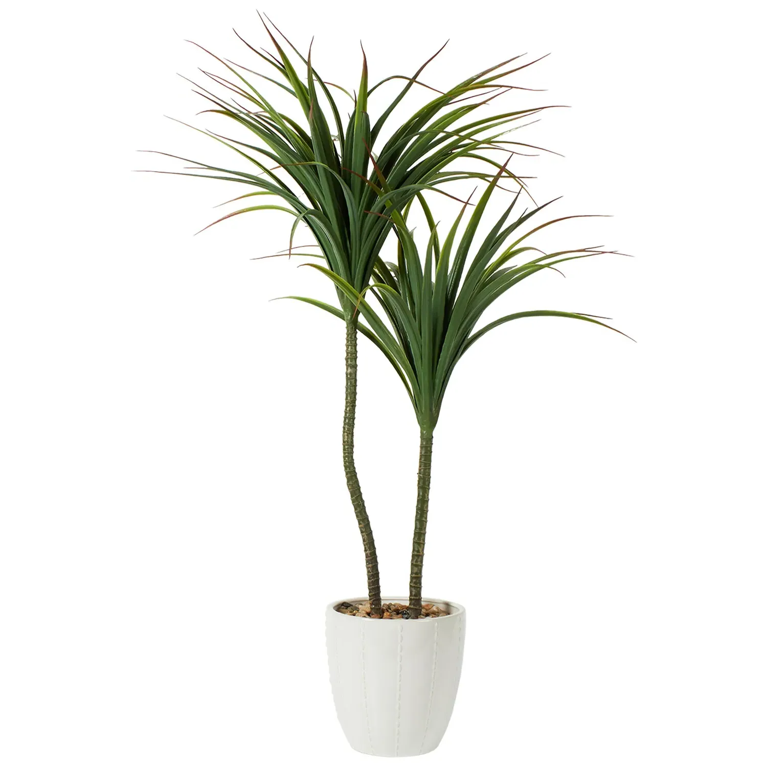 Dragon Tree in Ceramic Pot - Green, White