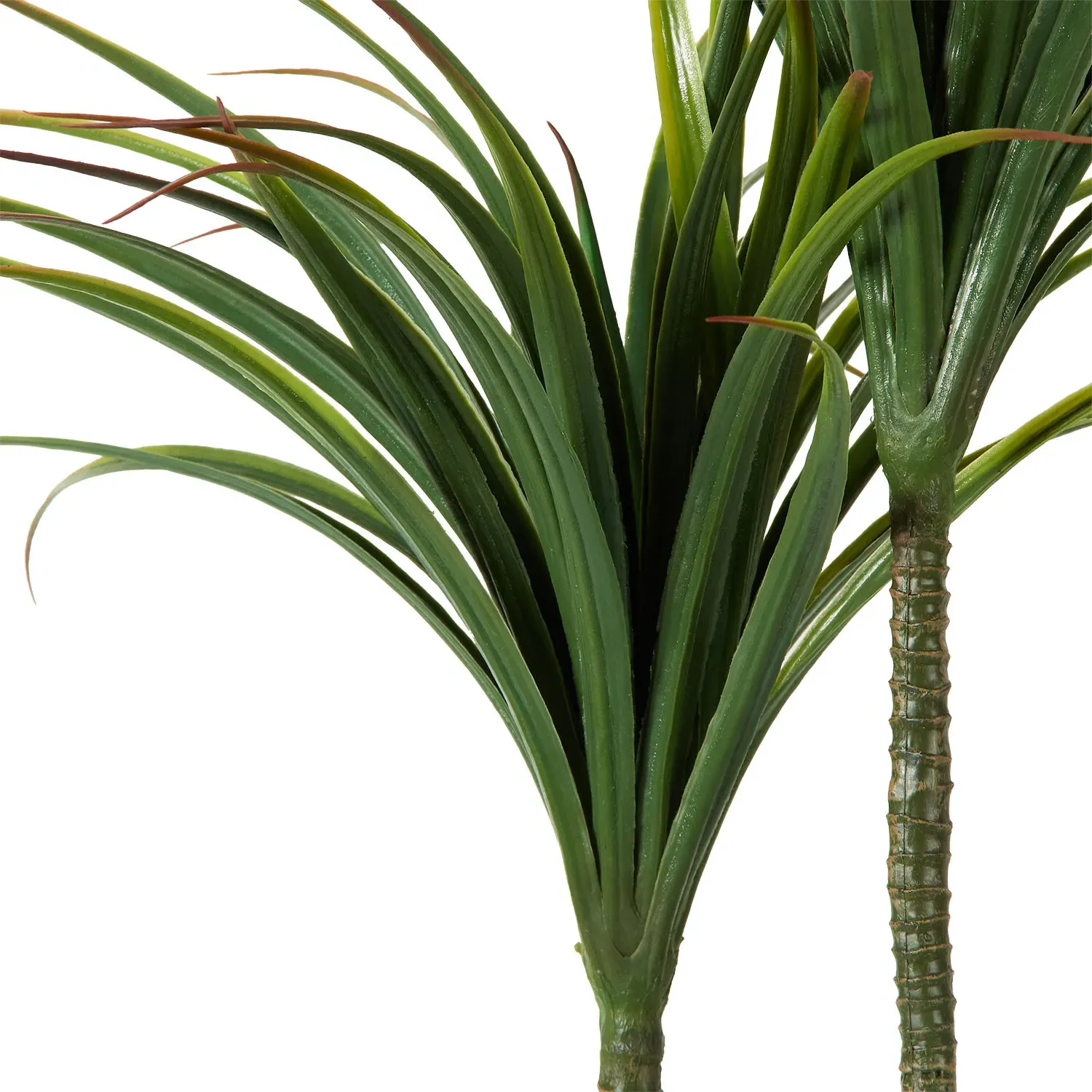Dragon Tree in Ceramic Pot - Green, White