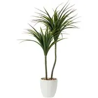 Dragon Tree in Ceramic Pot - Green, White