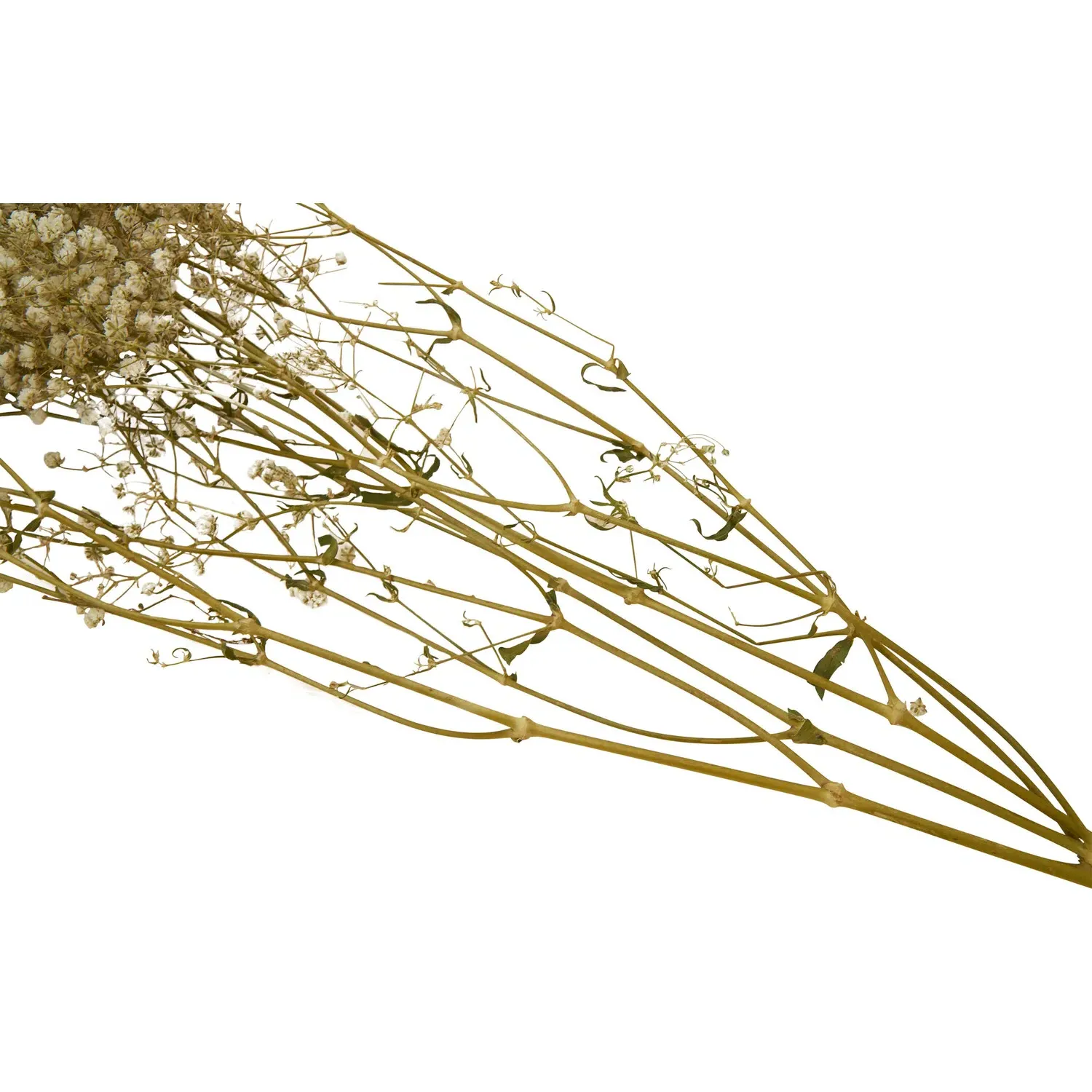 Dried Gypsophila Bouquet - Natural