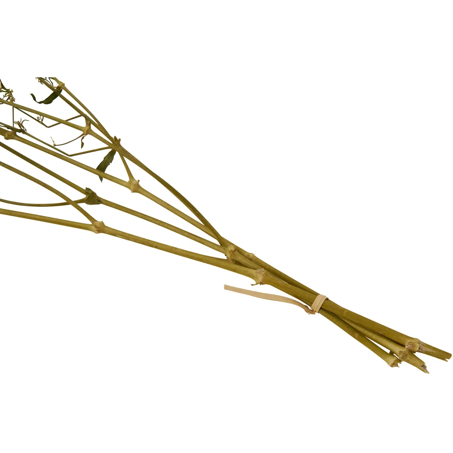 Dried Gypsophila Bouquet - Natural