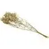 Dried Gypsophila Bouquet - Natural