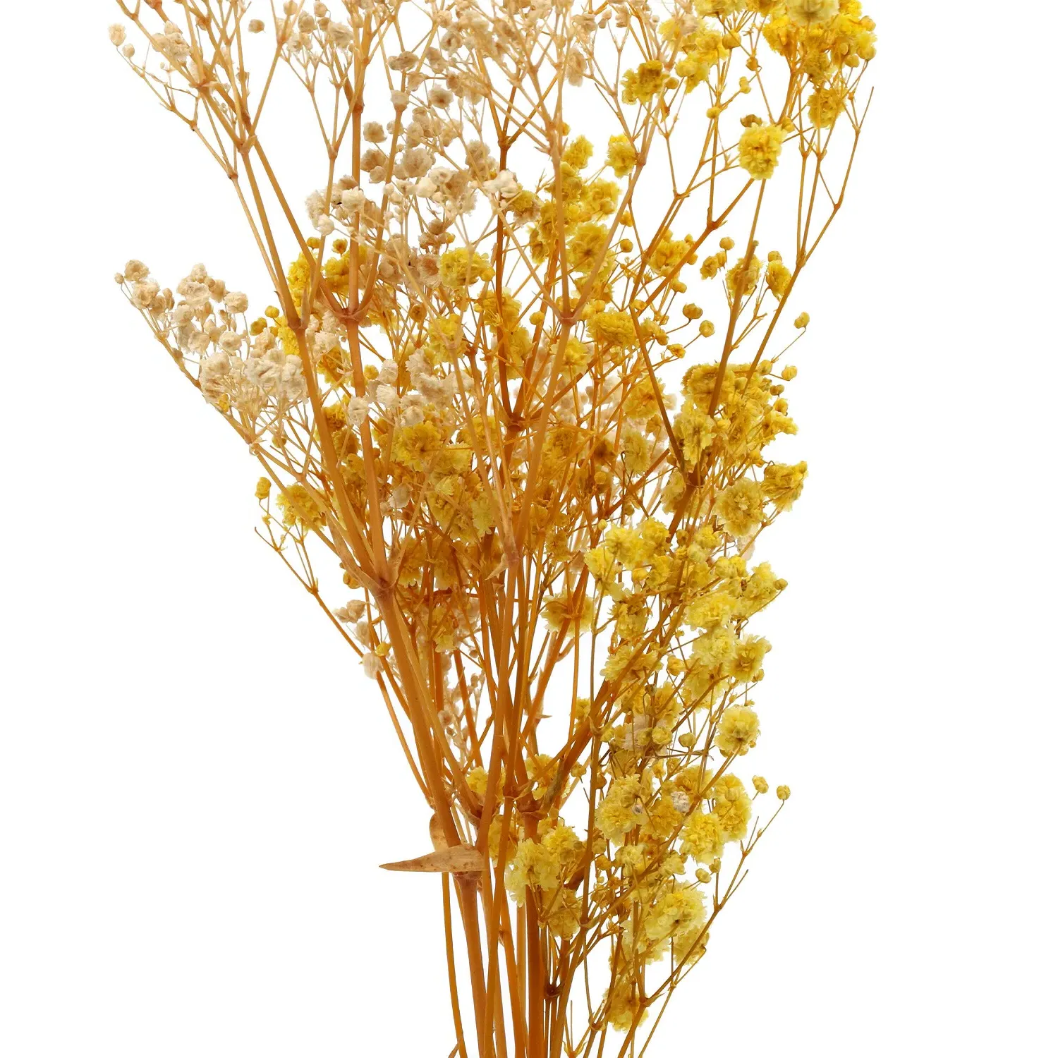 Dried Gypsophila Bunch - Orange
