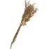 Dried Limonium & Bunny Tail Bouquet - Natural