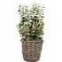 Eucalyptus Artificial Plant - Multi, Wicker