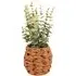 Eucalyptus in Water Hyacinth Basket 40cm - Green