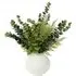 Eucalyptus in White Ceramic Pot - Green, White
