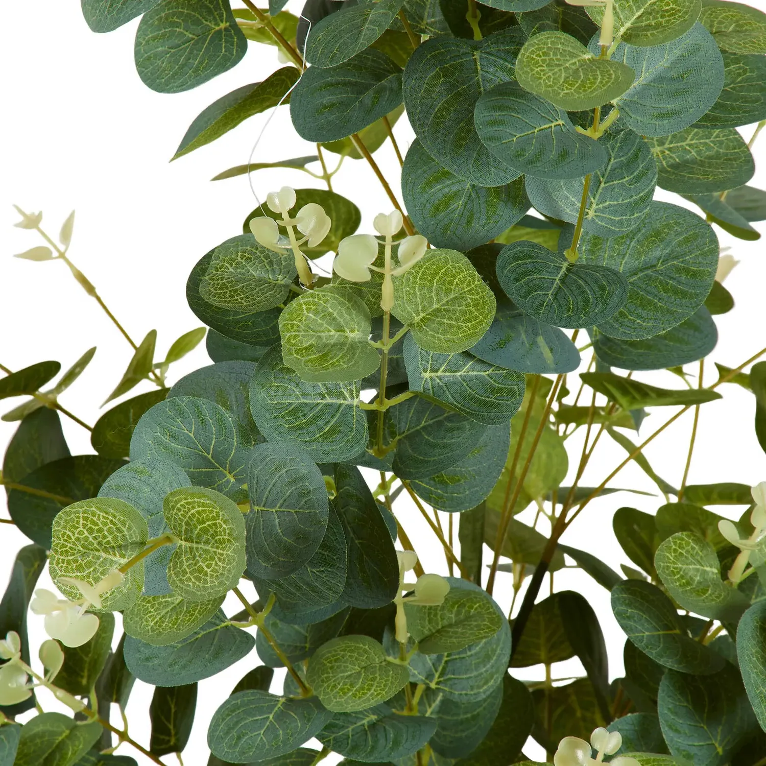 Eucalyptus Tree in Pot - Green