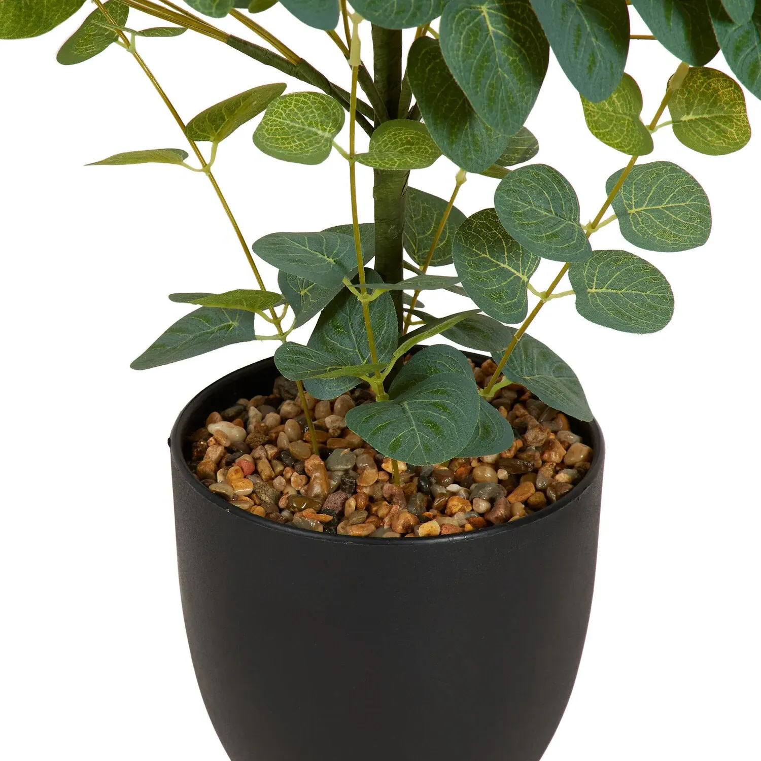 Eucalyptus Tree in Pot - Green