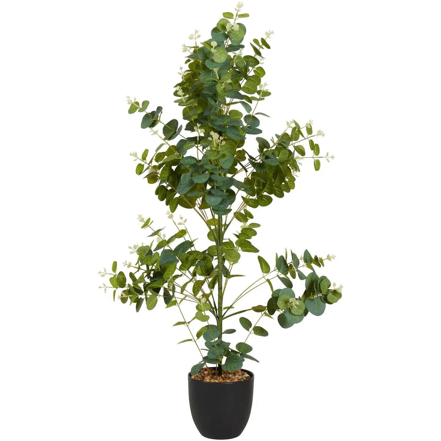 Eucalyptus Tree in Pot - Green