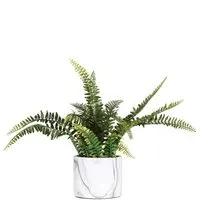 Fern in Marble Pot