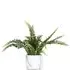 Fern in Marble Pot