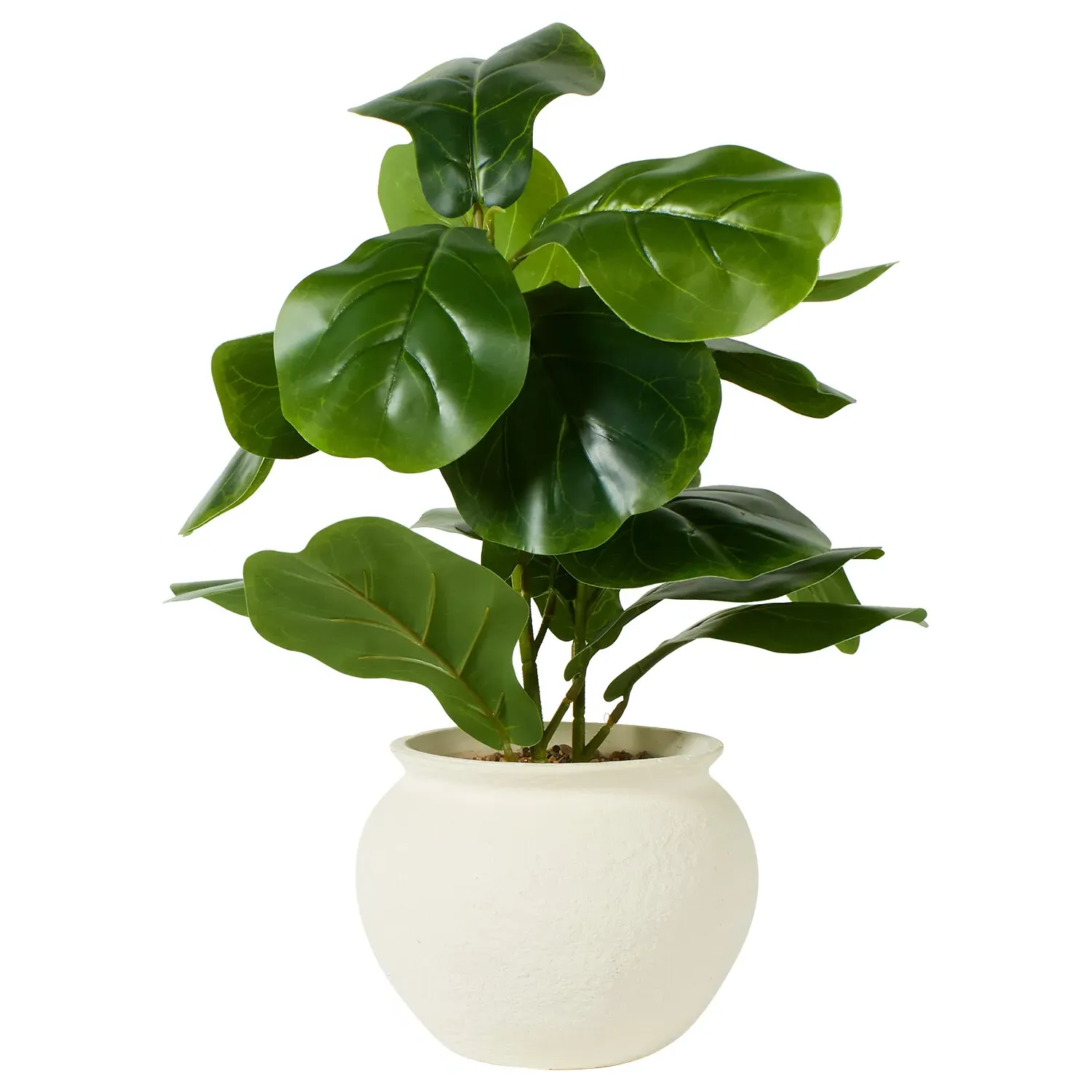 Fiddle Plant in Ceramic Pot - Green