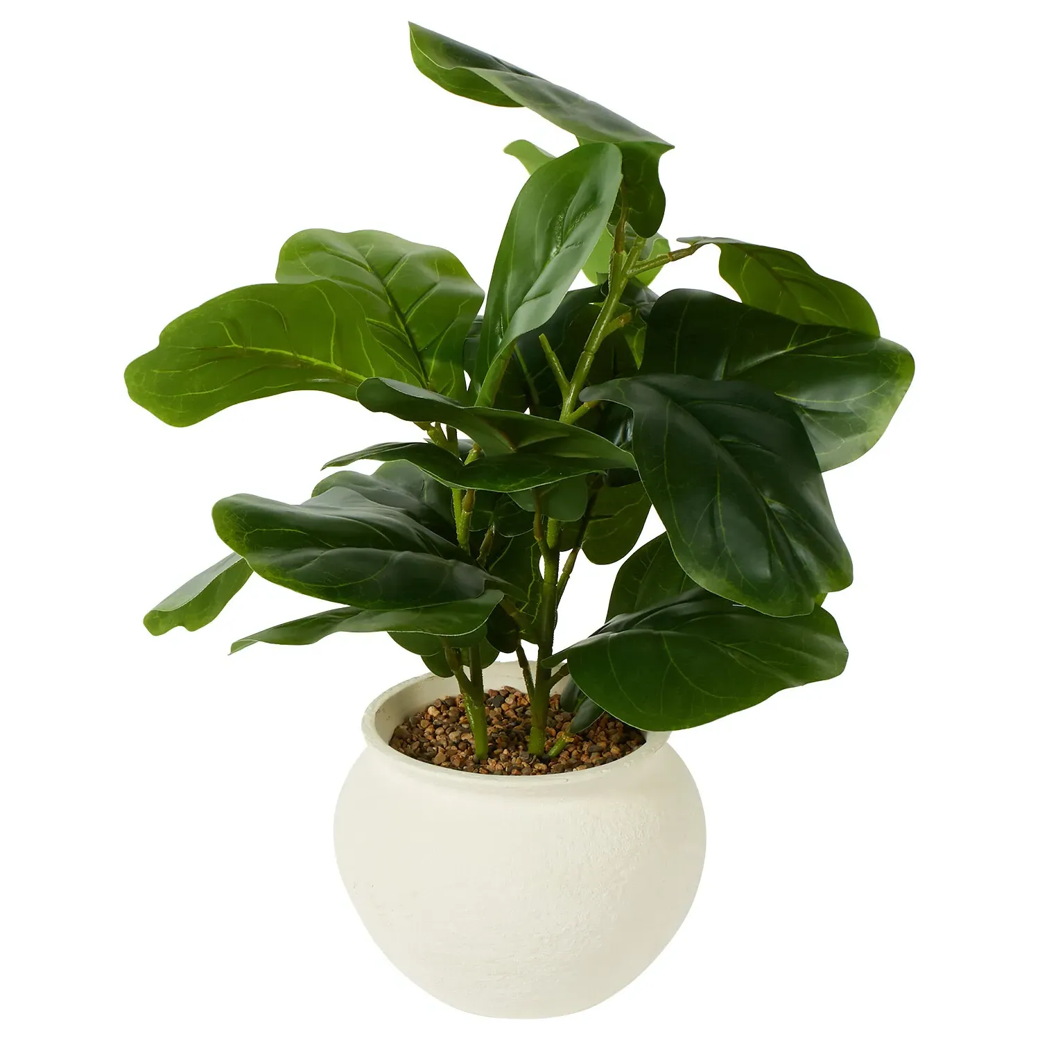 Fiddle Plant in Ceramic Pot - Green