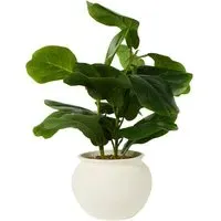 Fiddle Plant in Ceramic Pot - Green