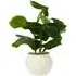 Fiddle Plant in Ceramic Pot - Green
