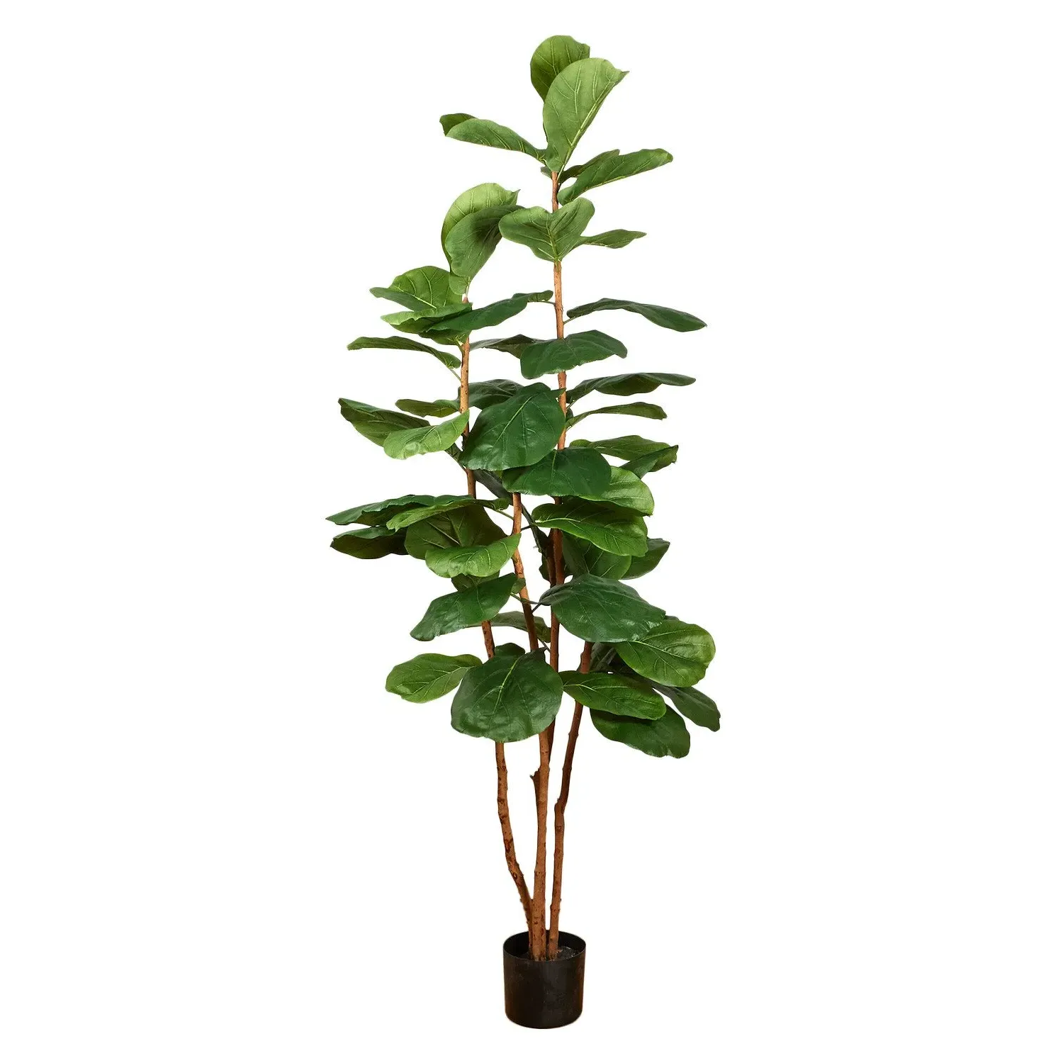 Fiddle Tree - Green