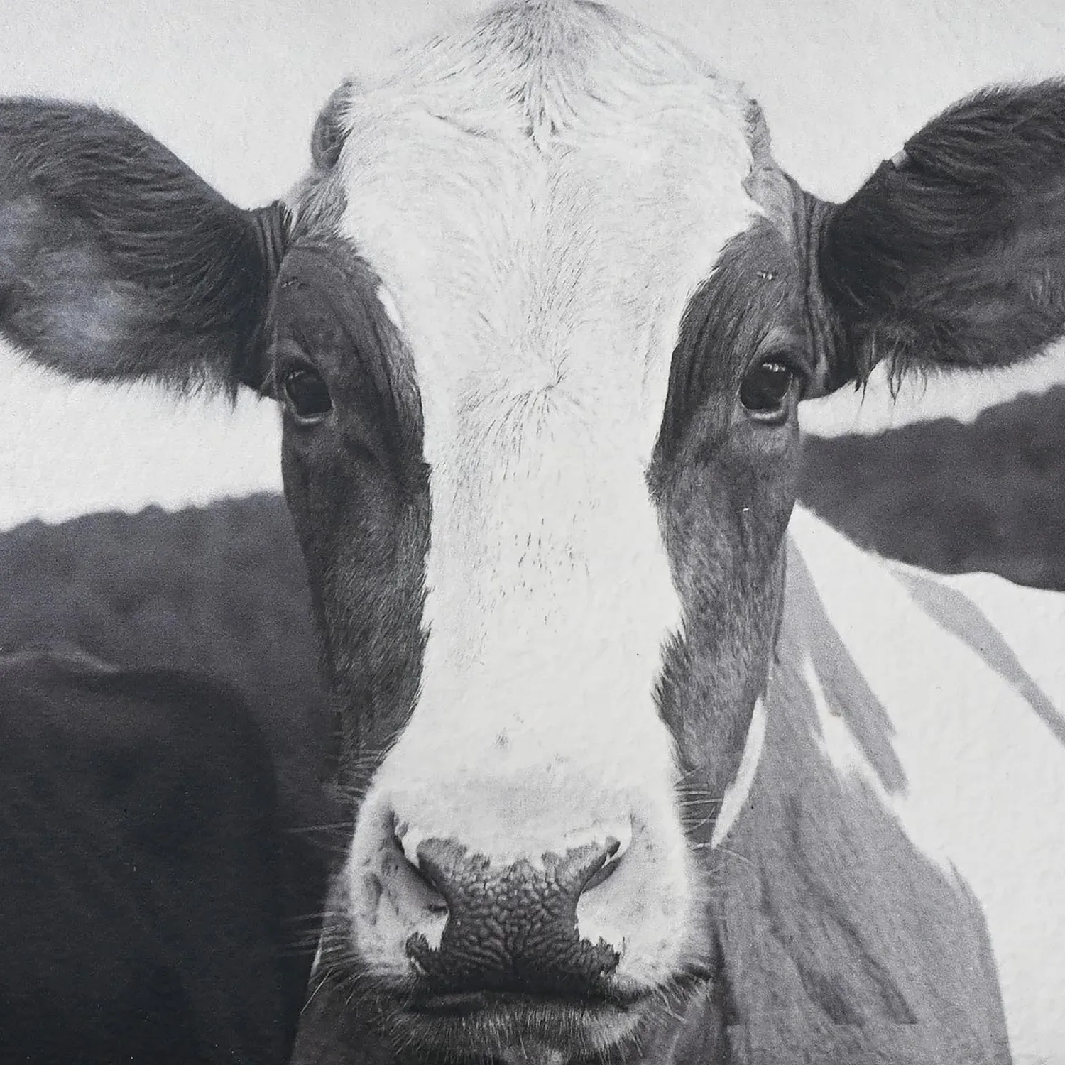 Friesian Cow Textured Framed Print - Black and White