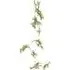 Gypsophila Spray - Green