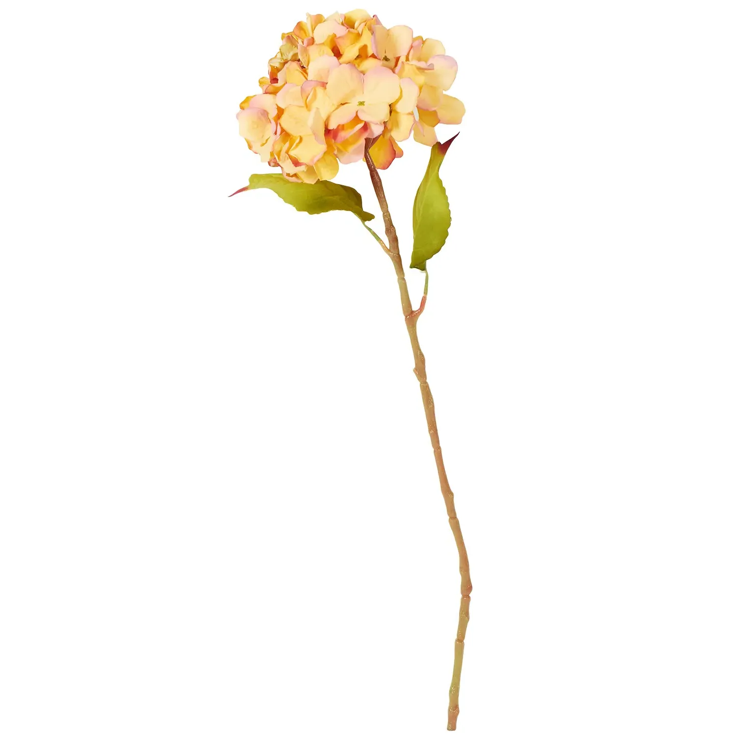 Hydrangea Single Stem - Orange or Purple