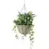 Lavender Hanging Basket - Purple, Green