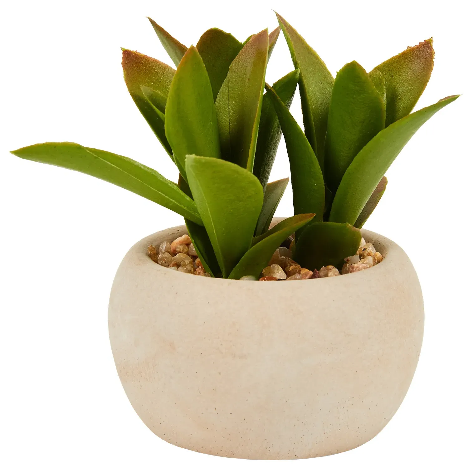 Mini Succulent in Pot - Green, Cream