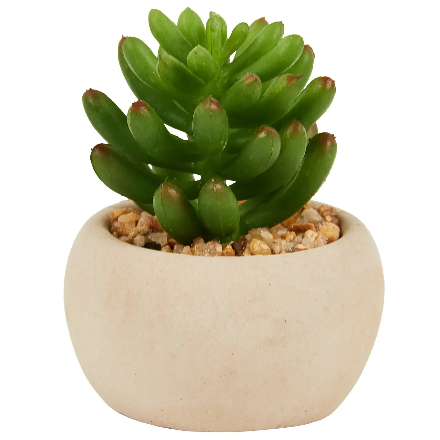 Mini Succulent in Pot - Green, Cream