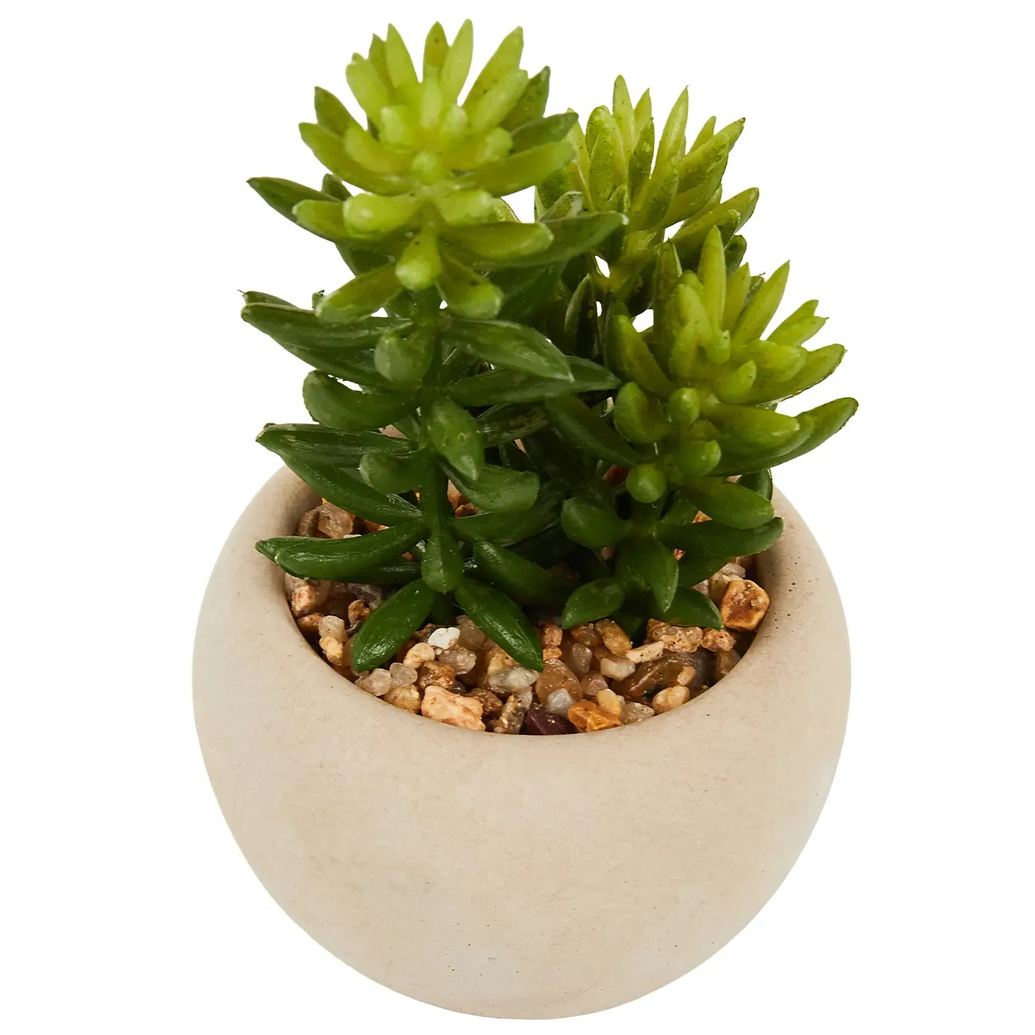 Mini Succulent in Pot - Green, Cream