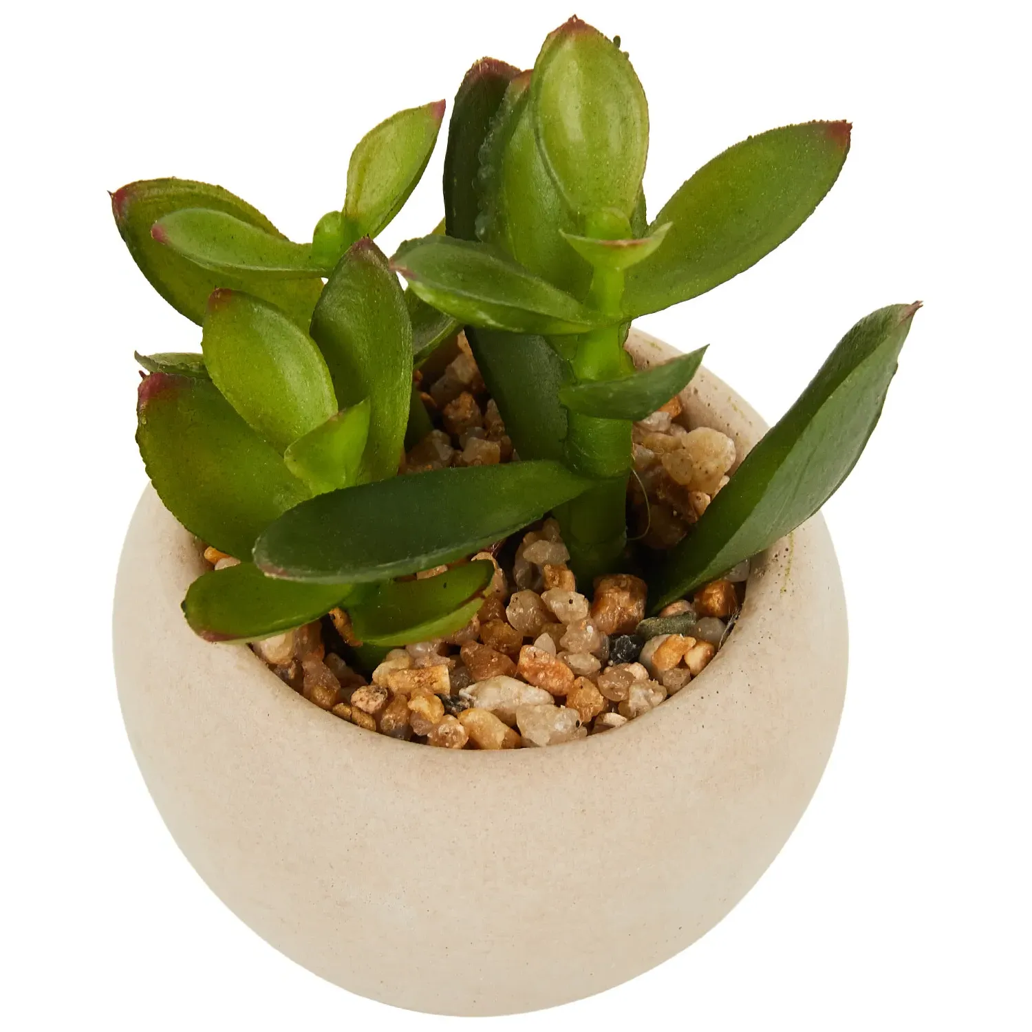 Mini Succulent in Pot - Green, Cream