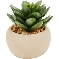 Mini Succulent in Pot - Green, Cream