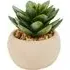 Mini Succulent in Pot - Green, Cream